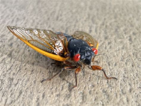 cicadas emerge